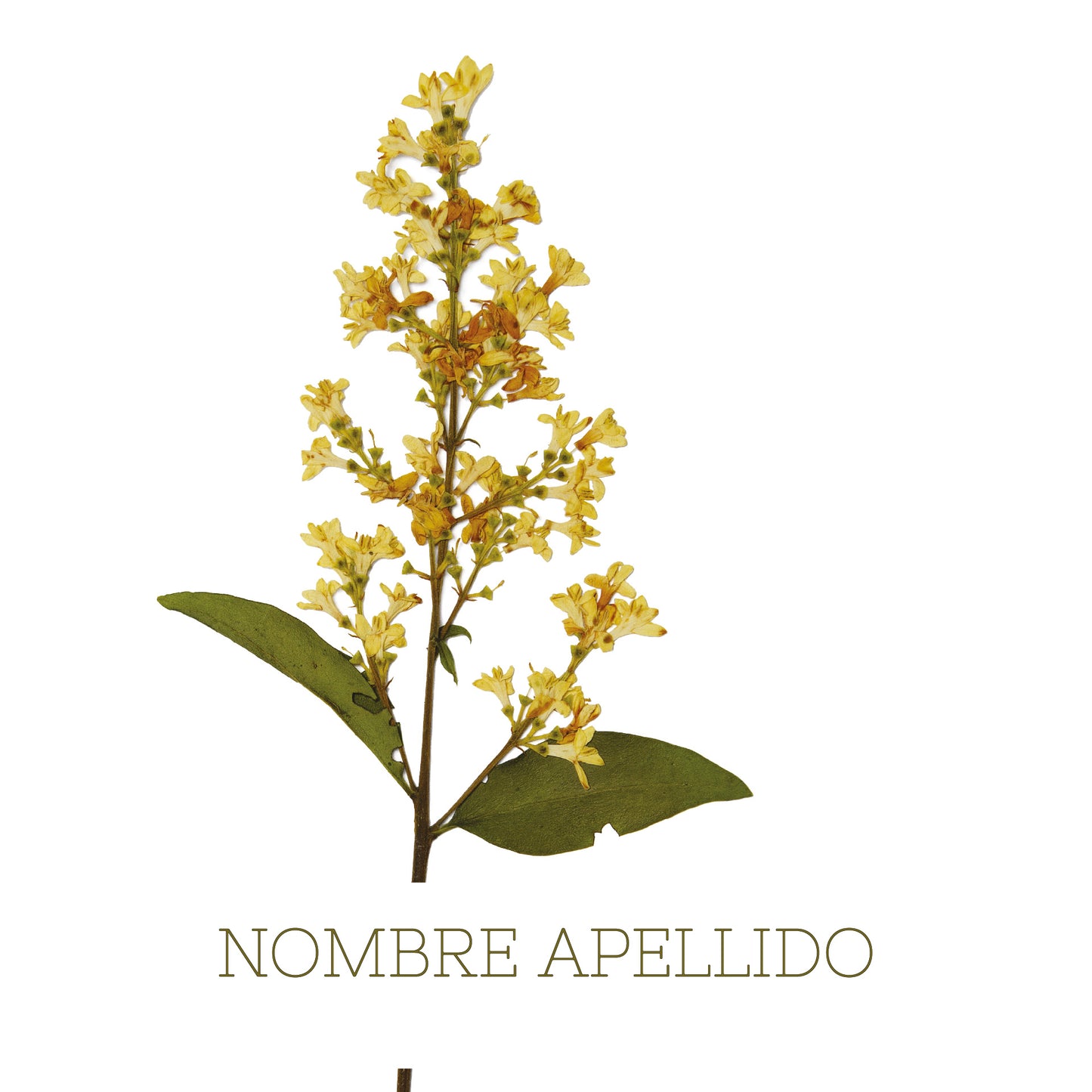 Flores secas