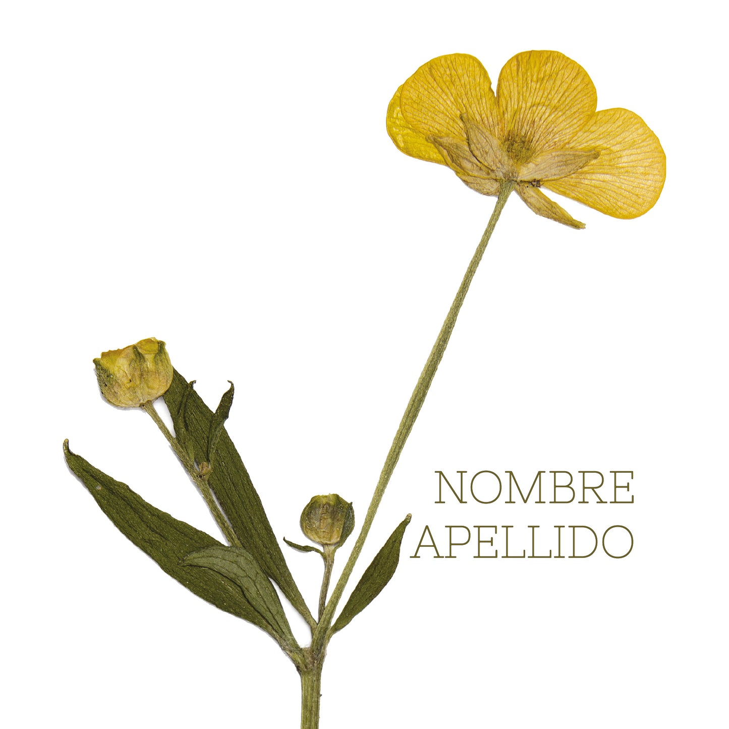 Flores secas