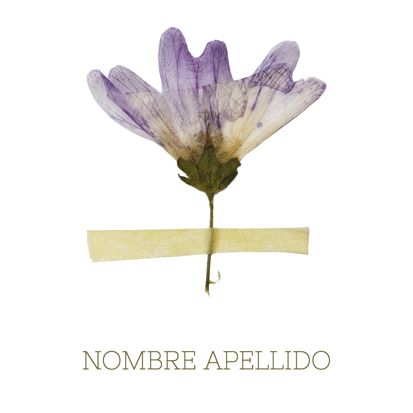 Flores secas
